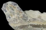 Pennsylvanian Fossil Fern (Sphenopteris) Plate - Kentucky #143713-1